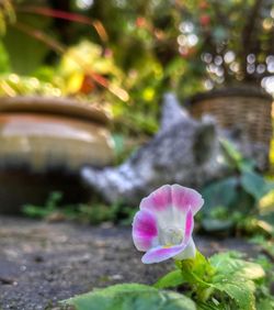 Close-up of flower against blurred background
