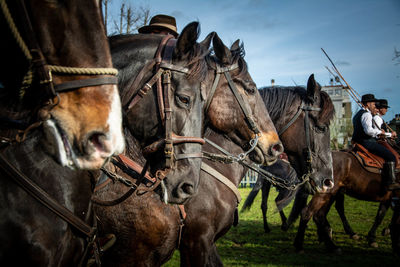 Horses outdoors