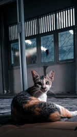 Portrait of cat sitting on window