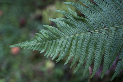 Close-up of fern leaves