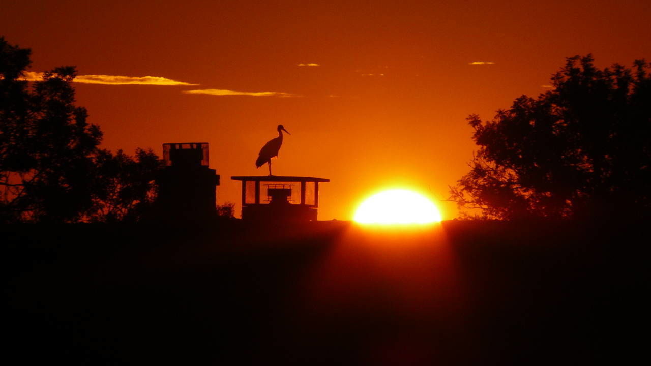 SILHOUETTE OF BIRD PERCHING ON A TREE