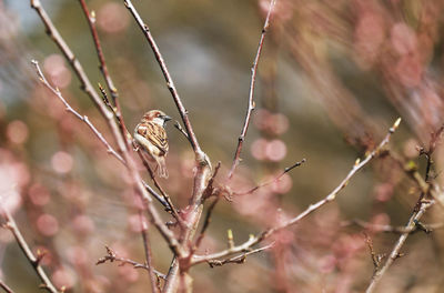 Sparrow - passer domestics 