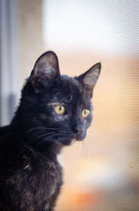 Close-up portrait of black cat