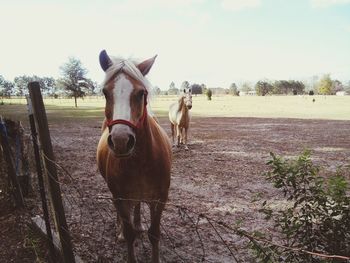 Portrait of horse standing in ranch