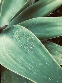 Close-up of raindrops on leaves