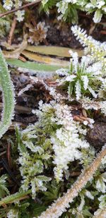 Close-up of frozen plant on snow covered land