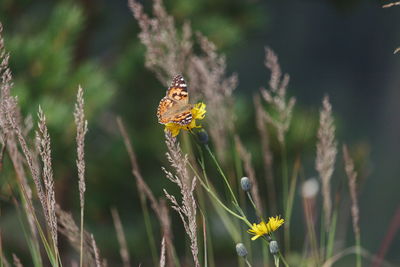 Close-up of butterfly pollinating on flower