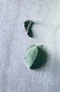 Sage on table