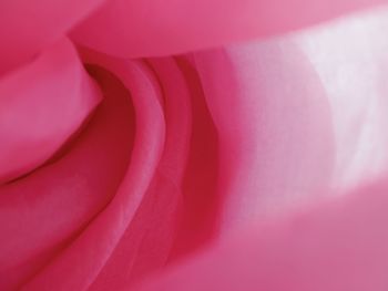Close-up of pink rose
