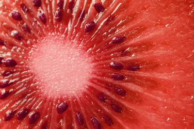 Full frame shot of red flower