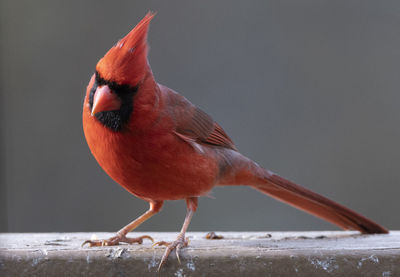 Close-up of bird perching on wood