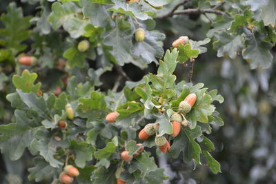 Close-up of acorn growing on tree