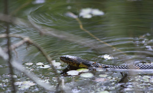 High angle view of lizard on a lake