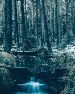 Trees in forest
