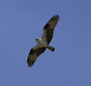 Low angle view of seagull flying against blue sky