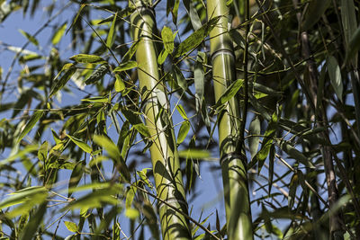 Low angle view of bamboo plants