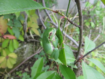 Profile view of green tree frog clambers on leaf