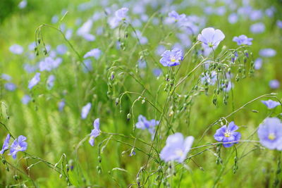 Close-up of purple flowers blooming in field