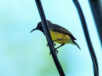 Low angle view of bird perching