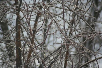 Low angle view of bare trees during winter