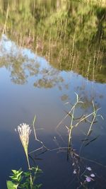 Close-up of plants floating on water