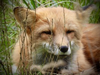 Little sleepy fox