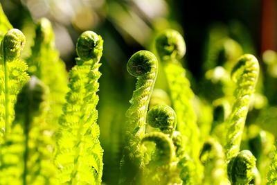 Close-up of fern growing on plant