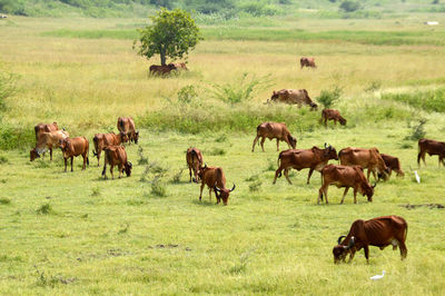 Horses in a field