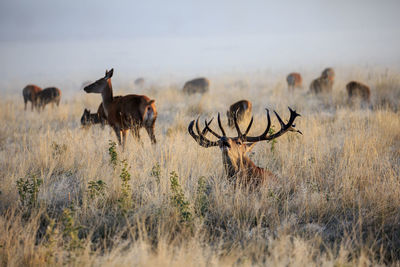 Stag and deer on field