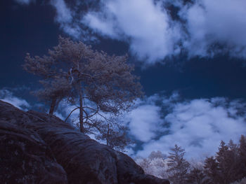 Low angle view of trees against sky