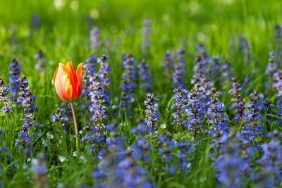 Close-up of poppy flowers blooming on field