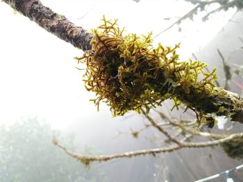 Close-up of snow on branch