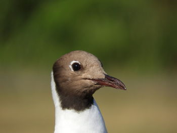 Close-up of bird