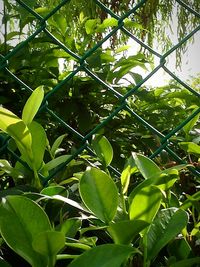 Leaves growing on tree