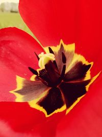 Close-up of red flower