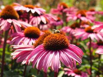 Close-up of bee pollinating on pink flower