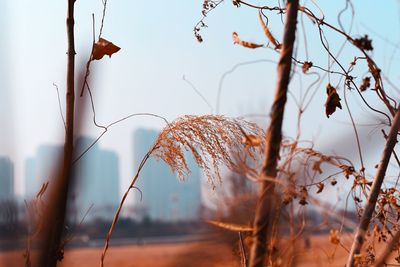 Close-up of dry leaves on branch against sky