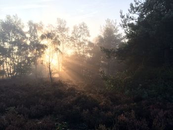 Trees in forest against sky at sunset