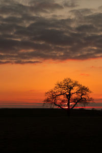 Silhouette bare tree on field against orange sky