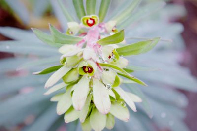 Close-up of flowering plant