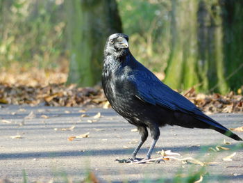 Bird perching on a land