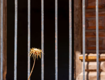 Close-up of dandelion on wood