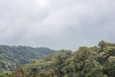 Low angle view of trees against sky