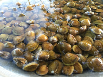High angle view of shells in water