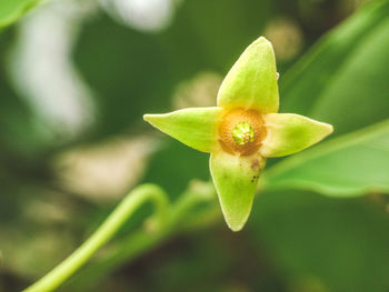 Close-up of flower against blurred background