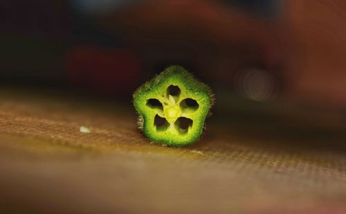 Close-up of a leaf on table