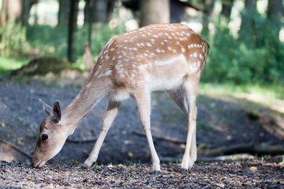 Side view of axis deer