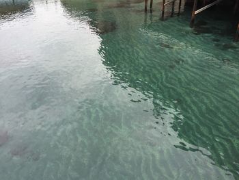 Reflection of trees in water