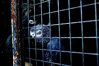 Portrait of owl in cage