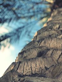 Low angle view of tree stump
